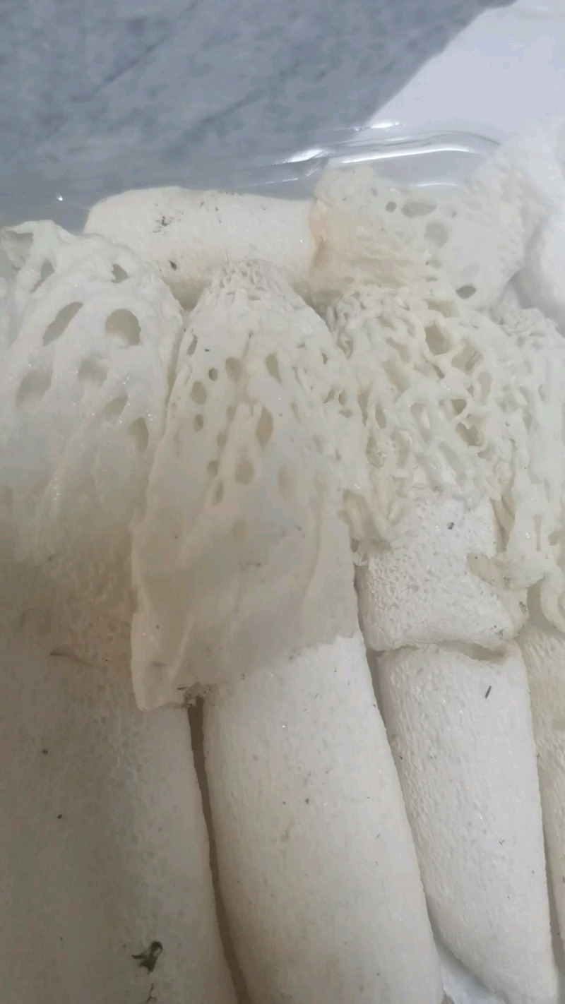 红托竹荪花，品质保证，产地直发，价格优惠，实力商家