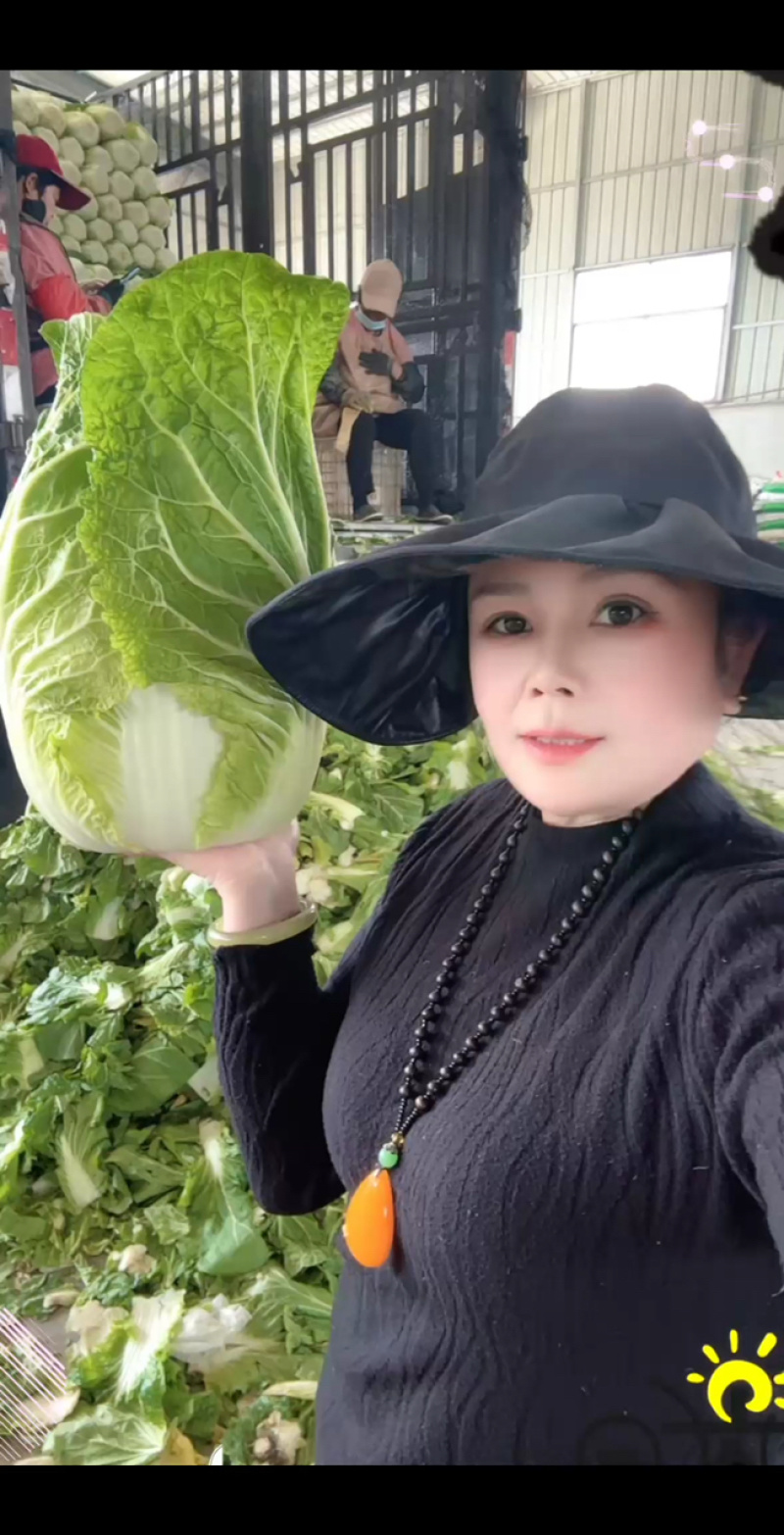 【黄心白菜】山东白菜新鲜无烧心无病虫害，净菜按需发货