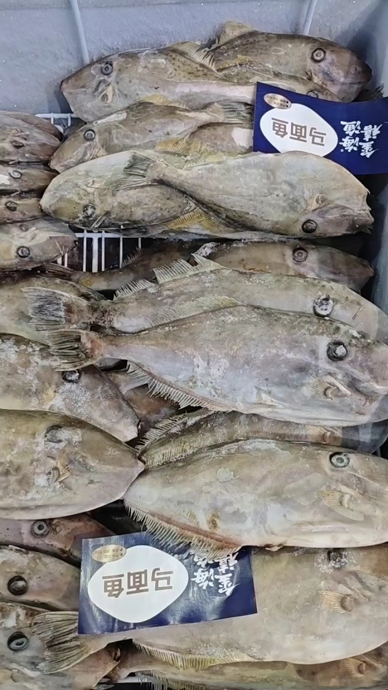 1.印尼阿曼马面鱼带关单检疫可溯源，长期有现货