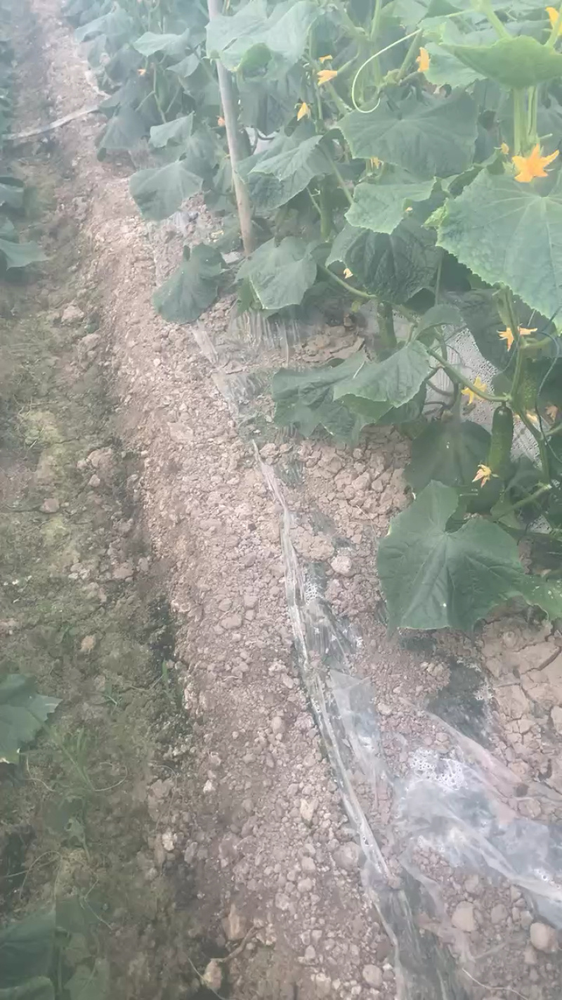 湖北荆门黄瓜，每斤2.5元，产地直供