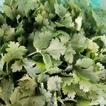 精品大叶香菜，货源充足，种植示范基地电话联系可谈价