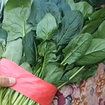 菠菜价格**便宜，快来抢购！