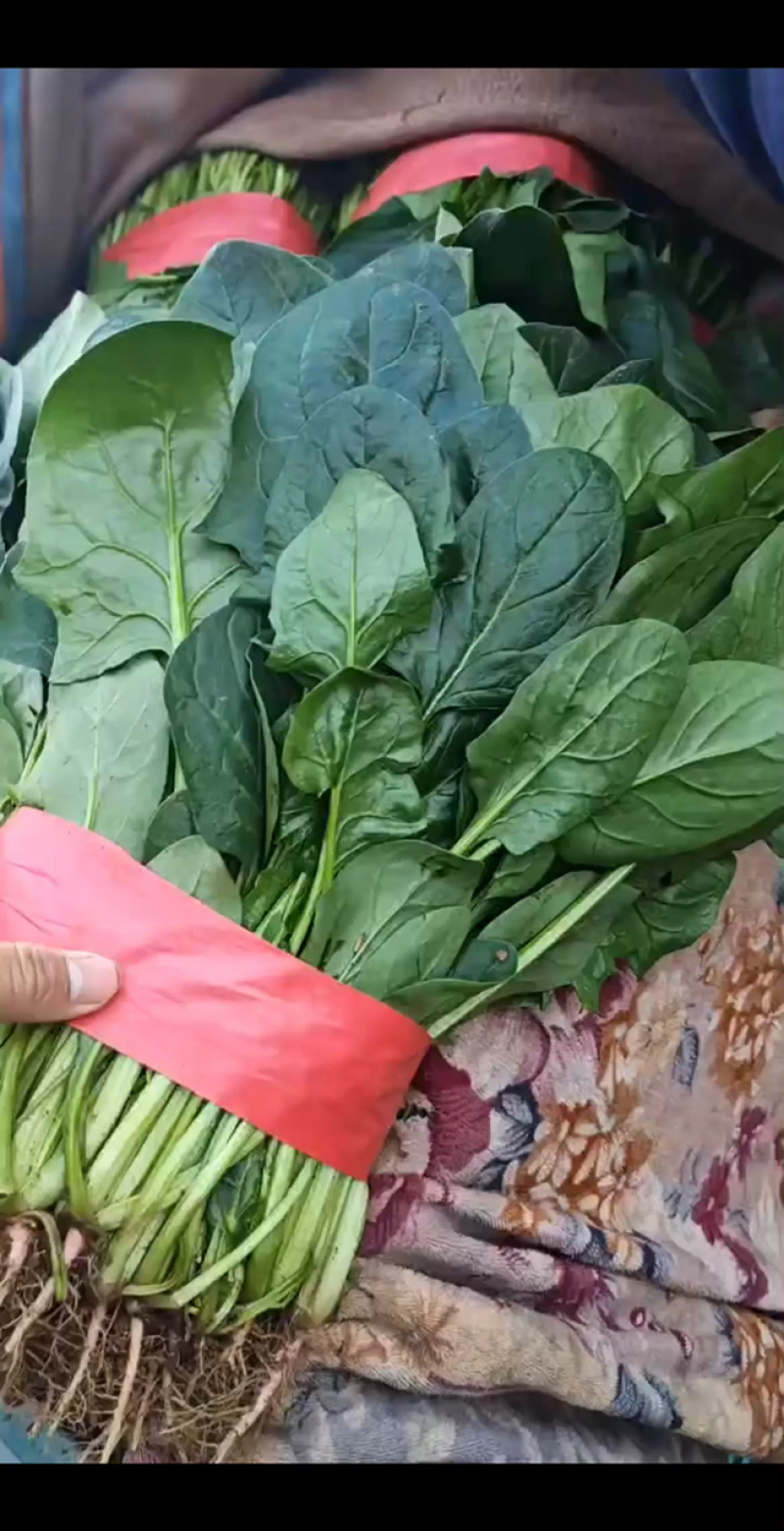 菠菜价格**便宜，快来抢购！