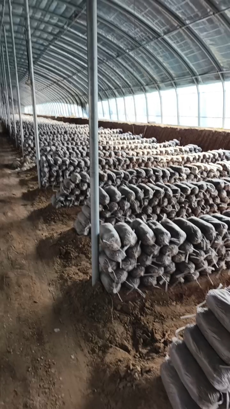 灵芝菌棒