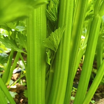 凯撒大帝西芹大量有货产地直发价格优惠