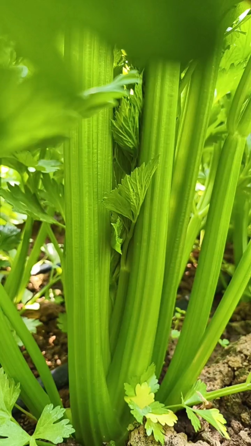 凯撒大帝西芹大量有货产地直发价格优惠