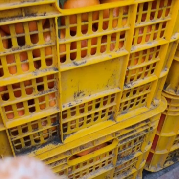 广西精品沃柑种植基地现摘现发多种规格可选高品质
