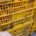 广西精品沃柑种植基地现摘现发多种规格可选高品质