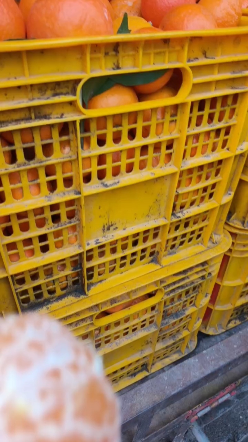 广西精品沃柑种植基地现摘现发多种规格可选高品质