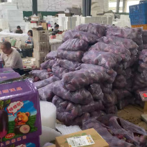 【精品紫美人萝卜】寿光产地新鲜采摘现摘现发全国供应