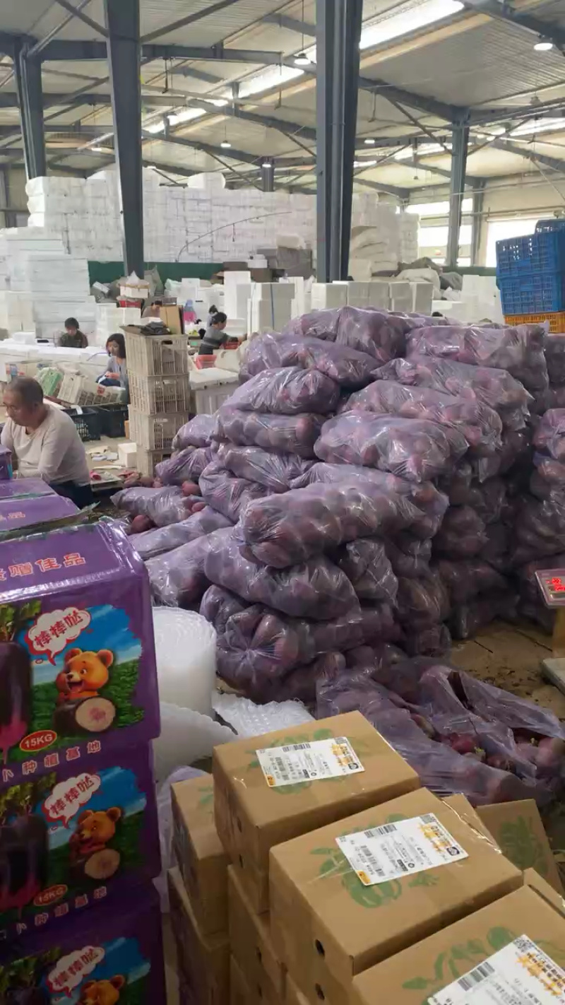 【精品紫美人萝卜】寿光产地新鲜采摘现摘现发全国供应