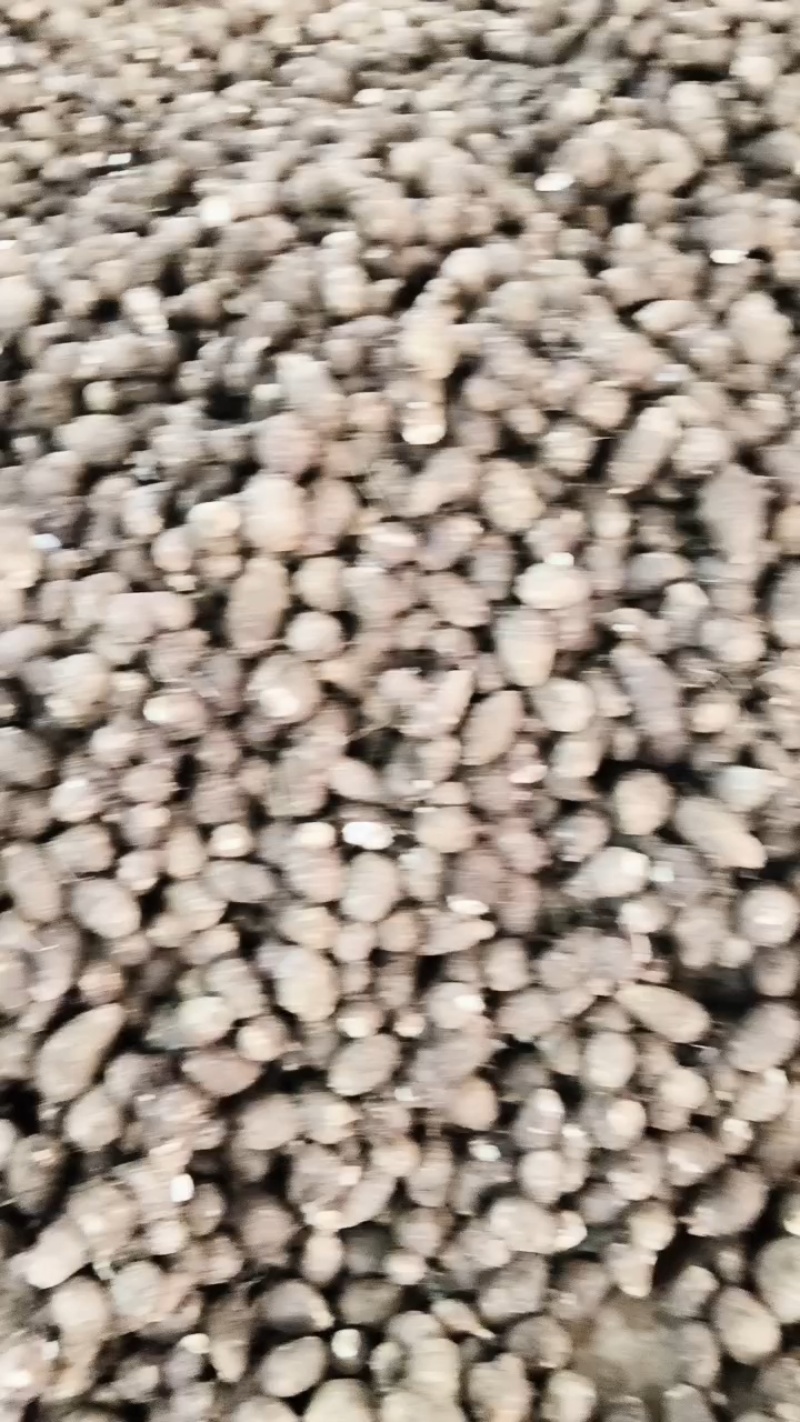 大球芋头分拣中，果形饱满一块七！