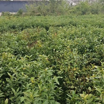 【推荐】优质有籽沃柑苗沃柑杯苗产地大量供应直发，欢迎致电合作