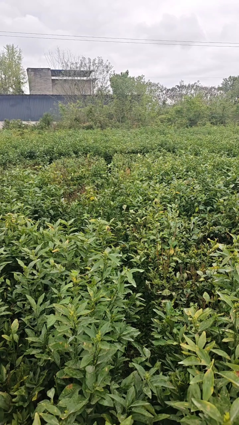 【推荐】优质有籽沃柑苗沃柑杯苗产地大量供应直发，欢迎致电合作