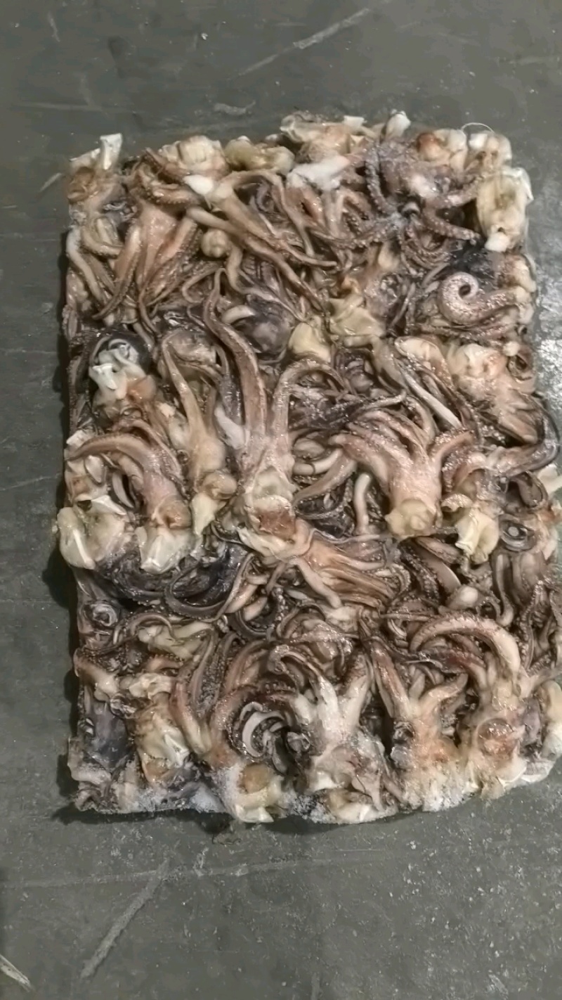 船冻真鱿内洋头100/200*船冻真鱿尾100/200