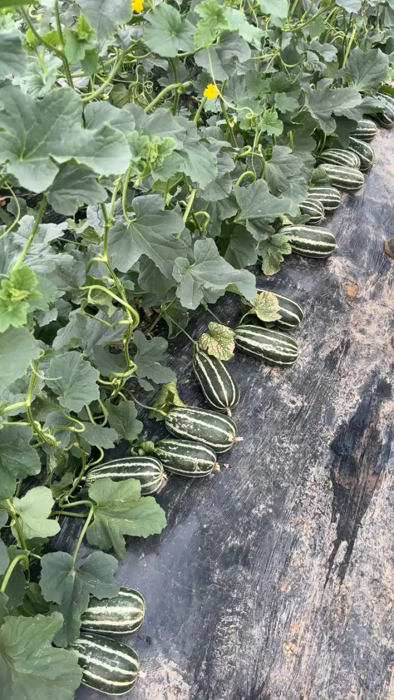 博洋9，海量货源，欢迎👏前来采购，合作