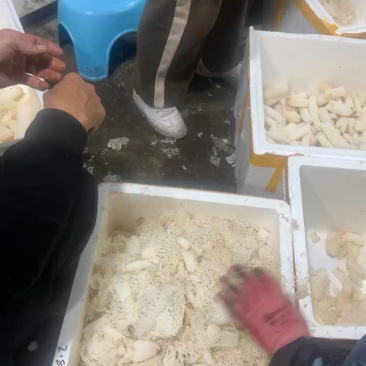 精选竹荪断条肉质厚实鲜香浓郁大量现货供应