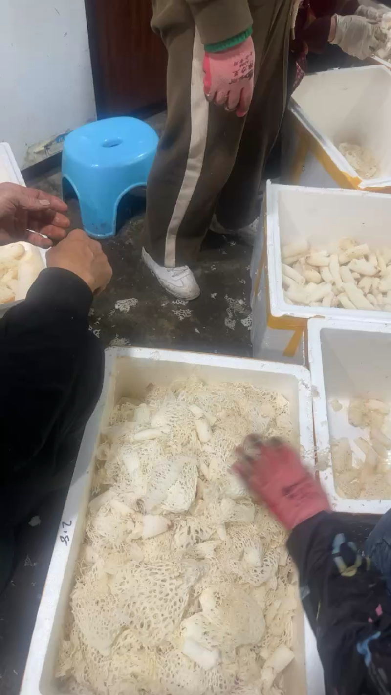 精选竹荪断条肉质厚实鲜香浓郁大量现货供应