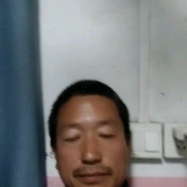 出售各种绿化苗木