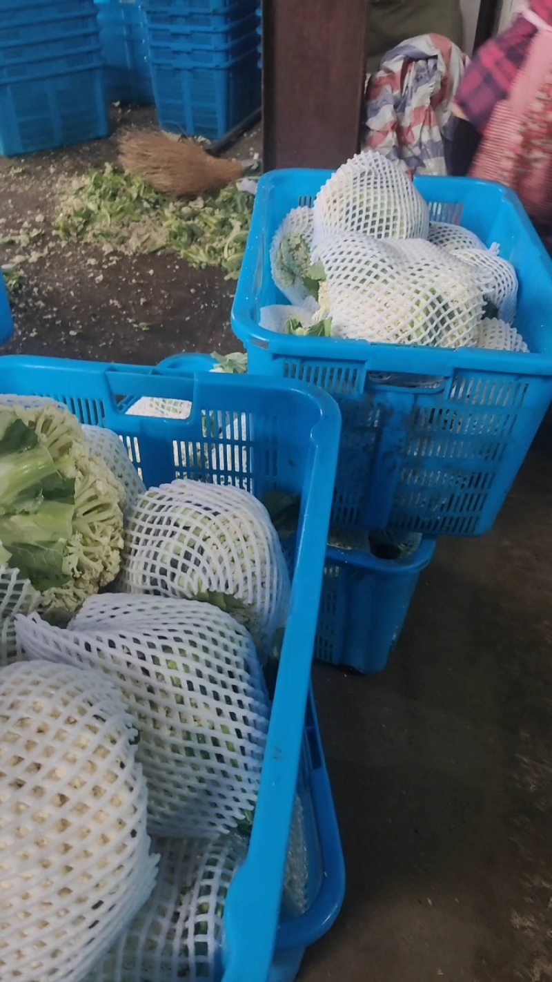 精品小米粒白面青梗有机花菜商超，产地一手货源