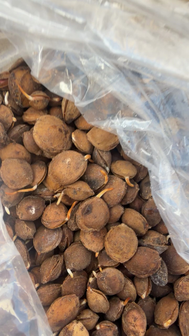 杏种子，手选个个发芽，裂口，一斤300多粒