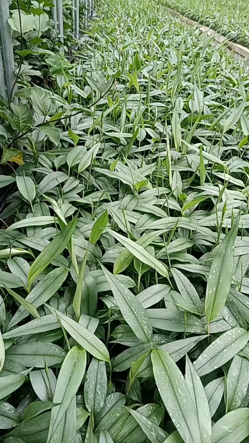 益智仁苗
