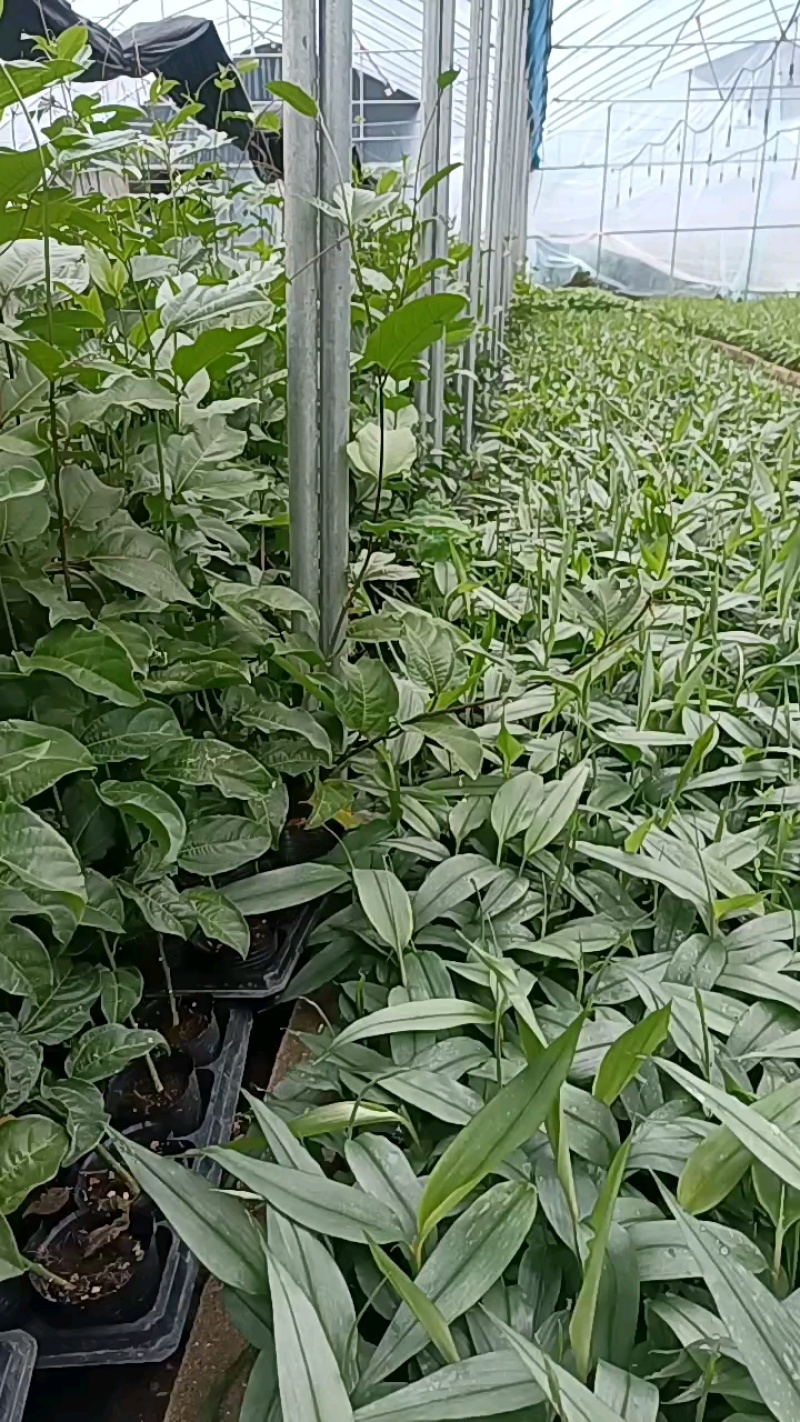 纯甜嫁接苗一手货源品质保证诚信经营欢迎采购
