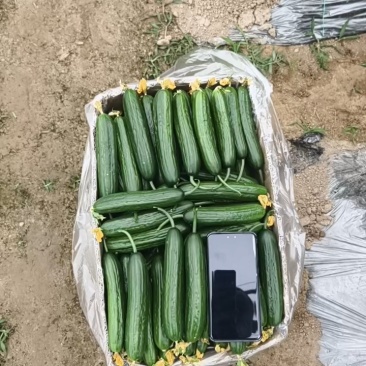 水果黄瓜，小黄瓜，青瓜，电商，商超，市场，代收代发