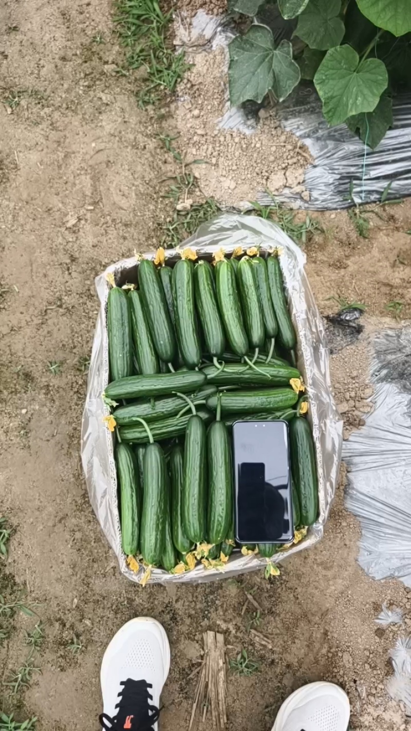 水果黄瓜，小黄瓜，青瓜，电商，商超，市场，代收代发