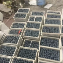 山东蓝莓大量上市，L11盒装品质保证