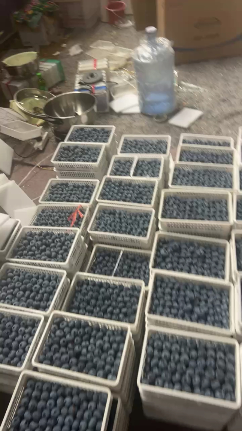 山东蓝莓大量上市，L11盒装品质保证