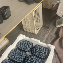 山东莒县蓝莓，特大果8箱25元，果粉优质