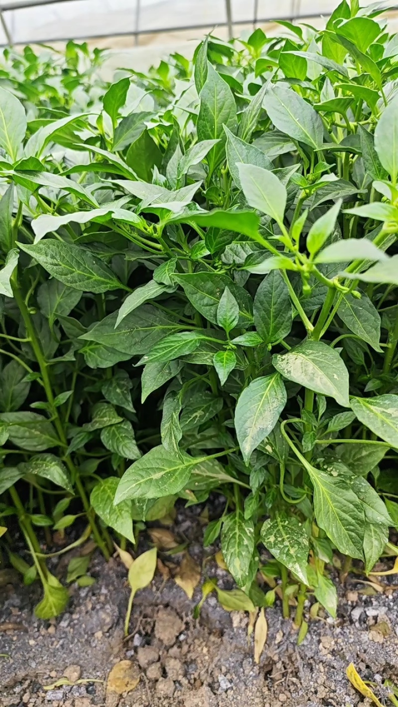 水漂苗湘研丰抗21号