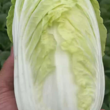 鹿邑本地大娃，芯快剥成馅，比冷库菜漂亮！