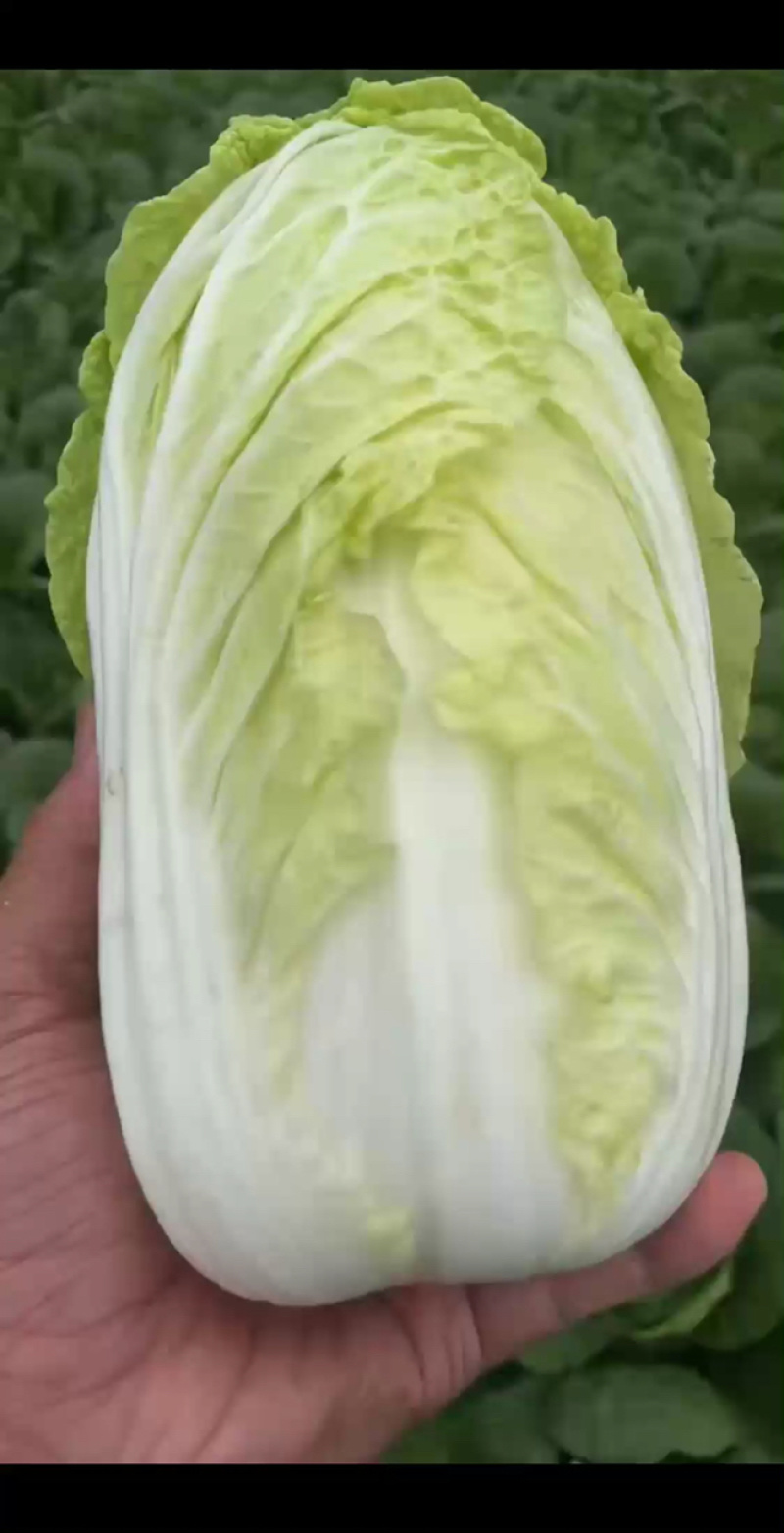 鹿邑本地大娃，芯快剥成馅，比冷库菜漂亮！