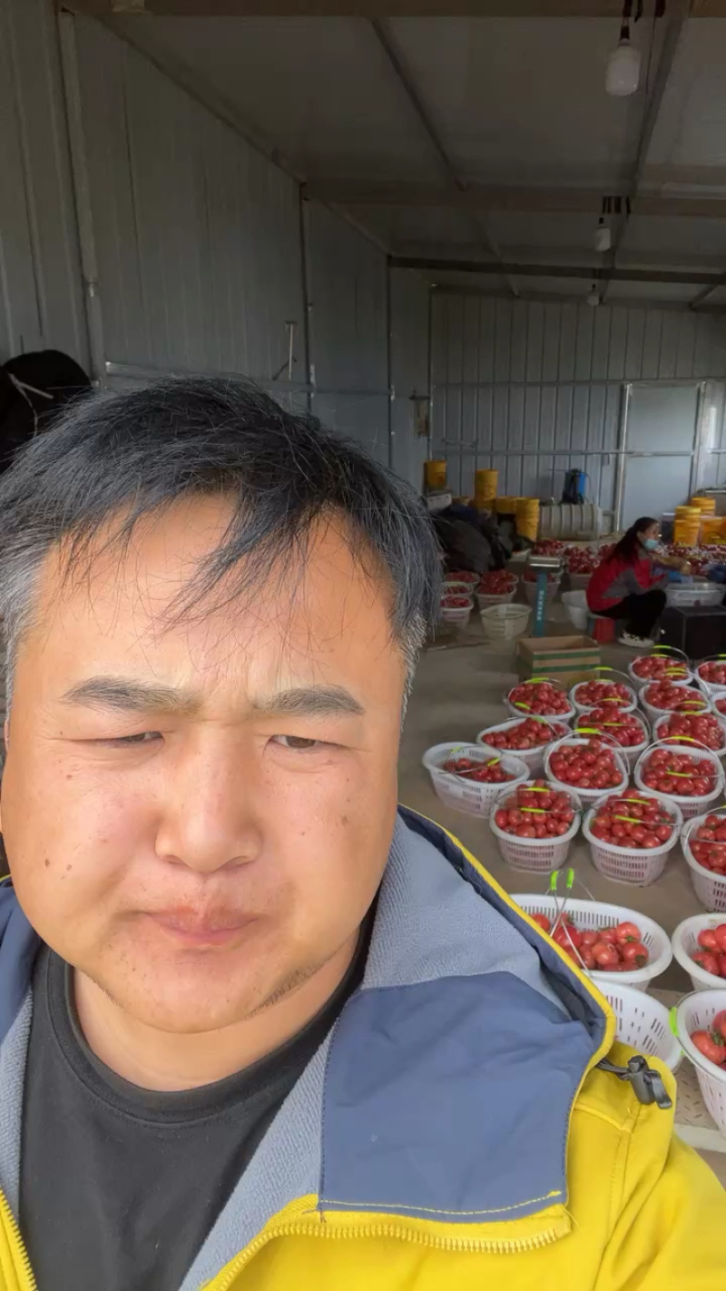 陕西泾阳普罗旺斯水果西红柿番茄