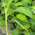 桂蕉一号、小米蕉、红香蕉苗，杯苗成活率高，好管理