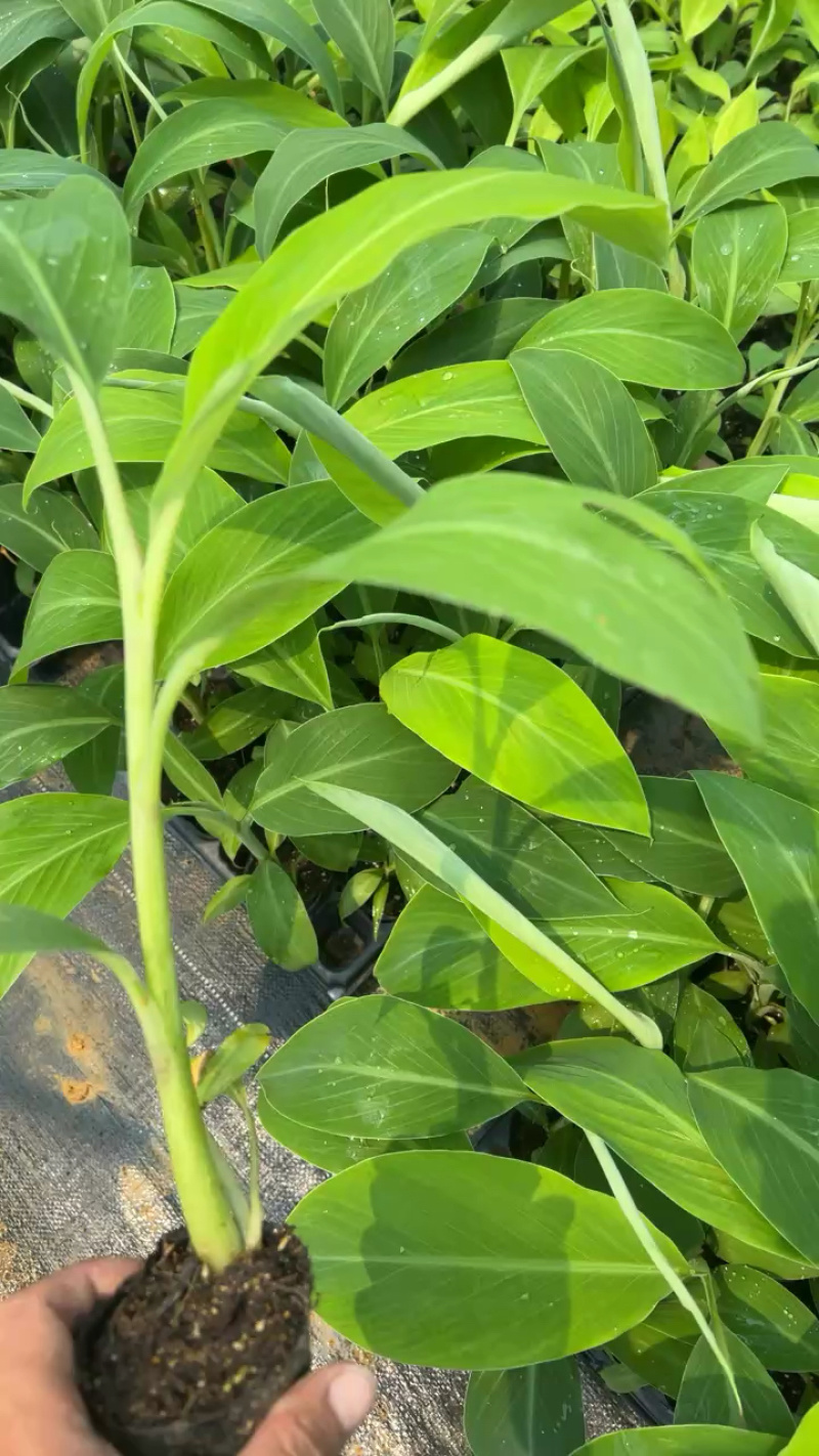 桂蕉一号、小米蕉、红香蕉苗，杯苗成活率高，好管理