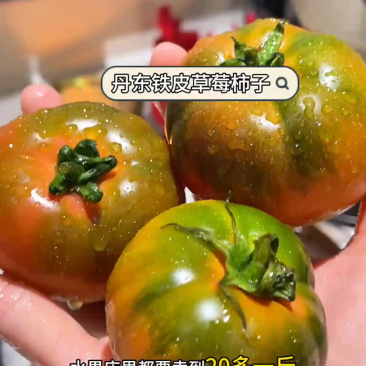 草莓番茄铁皮柿子新鲜水果西红柿各大平台电商一件代发