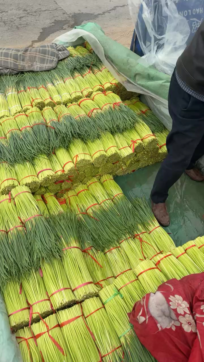 精选河南中牟蒜苔，红帽蒜苔，60-70公分电商货
