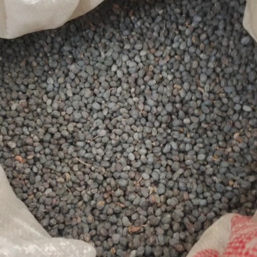 女贞子，无硫圆果冬青子净货新货，产地货源，保质保量有现货