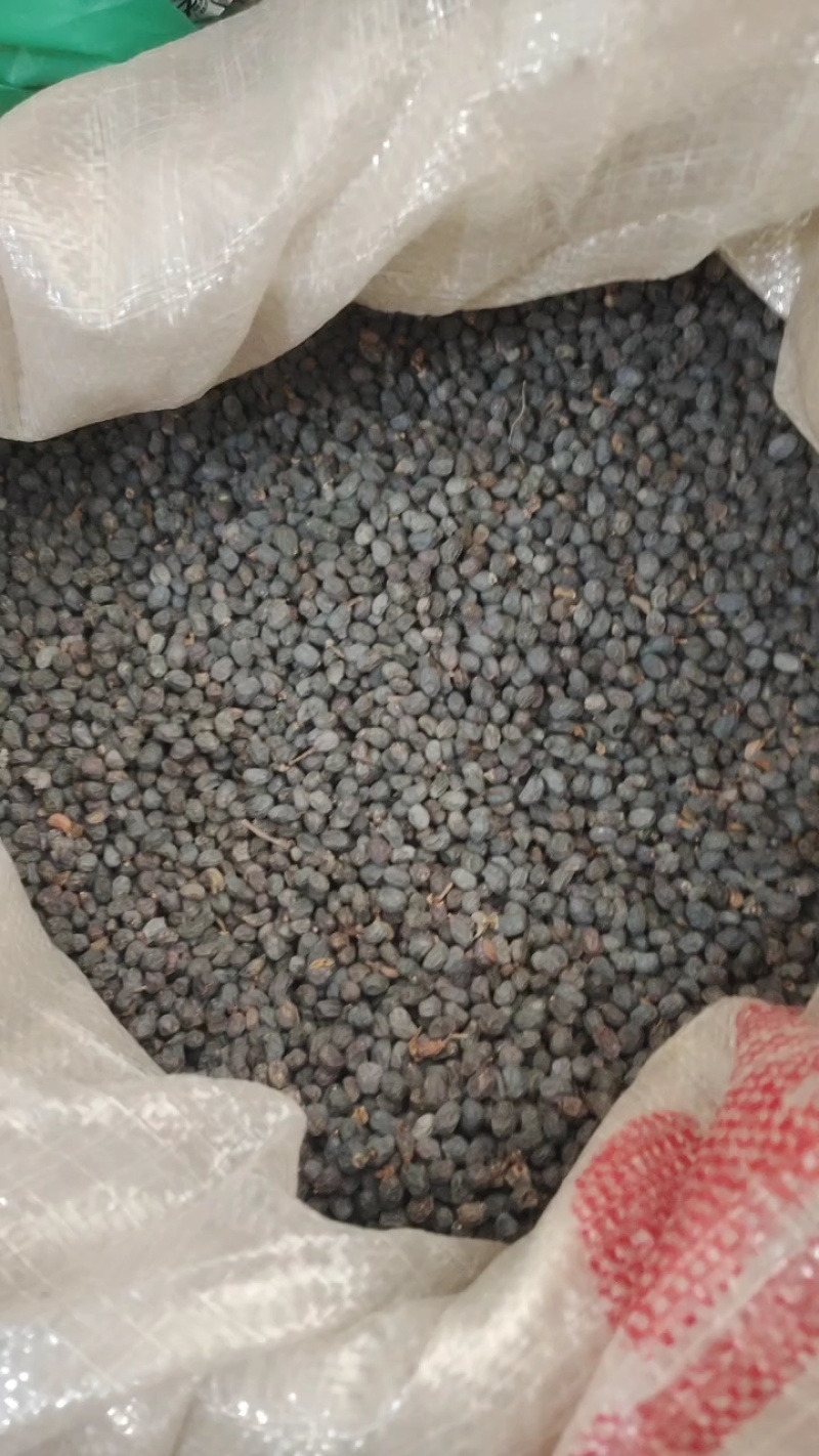 女贞子，无硫圆果冬青子净货新货，产地货源，保质保量有现货