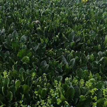 趴地菠菜