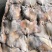 船冻北朝鱿鱼尾巴，100/200净重8公斤一箱，纸箱包装
