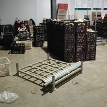 【热卖】大黄姜，鲜姜，生姜，大量上市支持全国发货