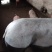 【推荐】高产母猪品种齐全防疫齐全免费送猪到家