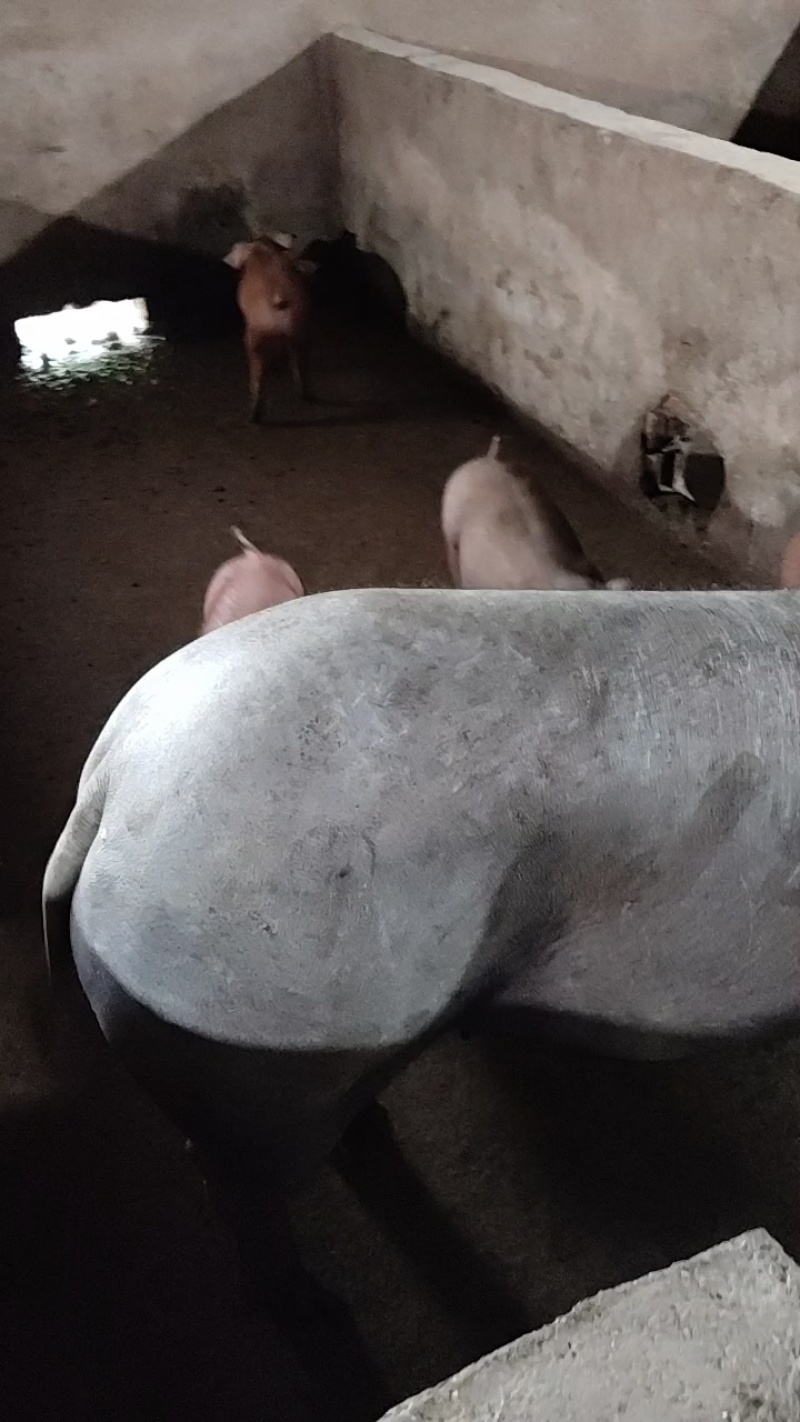 【推荐】高产母猪品种齐全防疫齐全免费送猪到家