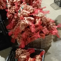 【小黄姜】山东优质小黄姜产地，颜色蜡黄，口味辣浓