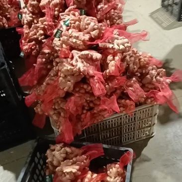 【小黄姜】山东优质小黄姜产地，颜色蜡黄，口味辣浓