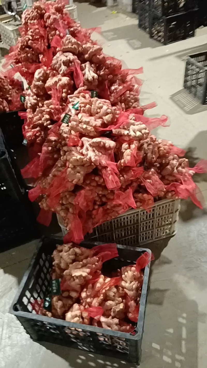 【小黄姜】山东优质小黄姜产地，颜色蜡黄，口味辣浓